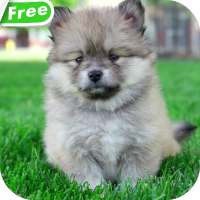 Cute Puppies Video Wallpaper on 9Apps