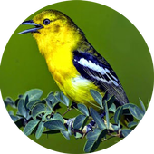 master cipoh gacor icon