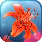 My Lovely Lily LWP on 9Apps