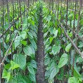 পান-পাতার-উপকারিতা icon