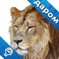 Kids Zoo, игры про животных