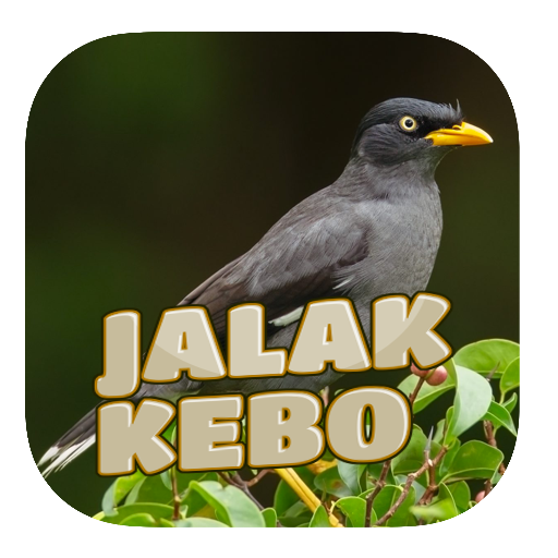 Kicau Jalak Kebo Gacor icon