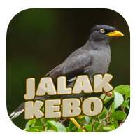 Kicau Jalak Kebo Gacor on 9Apps