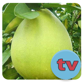 Thông Tin 101vn (Unreleased) icon