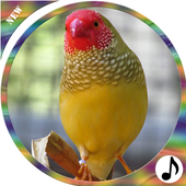 Birds Ringtones icon