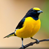 Bird Wallpapers: Beautiful Bird Images, Bird Pics icon