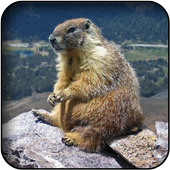 Marmot wallpapers icon