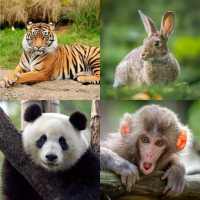 Wild Animal Hd Wallpaper on 9Apps