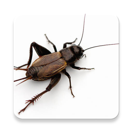 Cricket insetto Sounds ~ Sclip.app icon