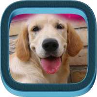 Golden Retriever on 9Apps