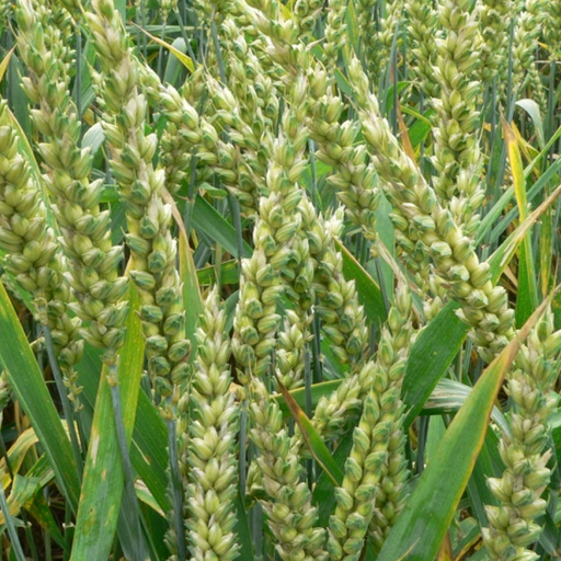 Dada Ki Khetibadi icon