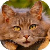 Cat Care Course icon
