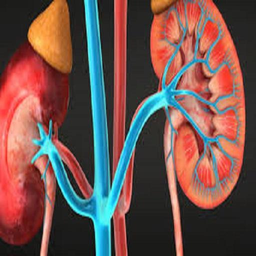 HUMAN URINARY SYSTEM icon