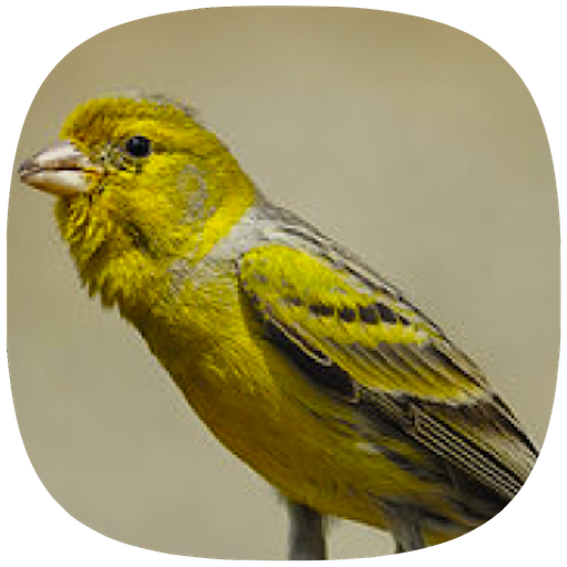 Canário Belga Fibra icon