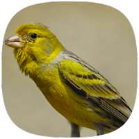 Canário Belga Fibra on 9Apps