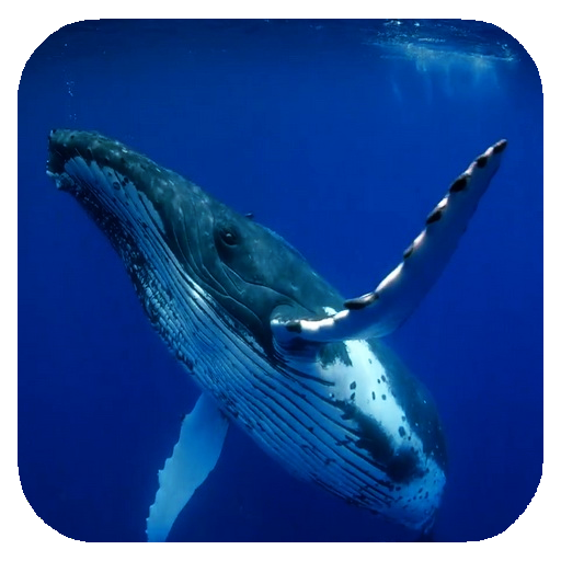 Whale 3D. Video wallpaper icon