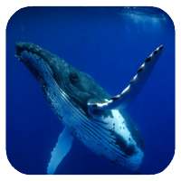 Whale 3D. Video wallpaper on 9Apps