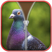 Bird Zip Screen Lock icon