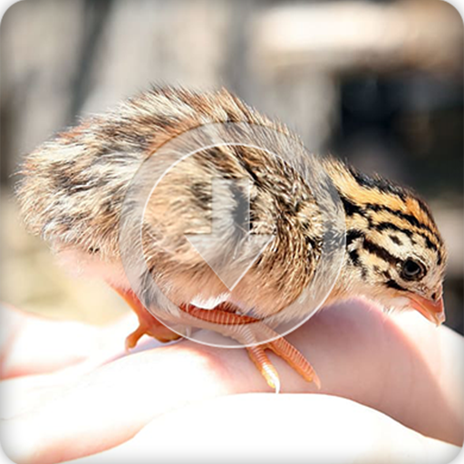 Quail Bird Call Sounds Ringtone icon
