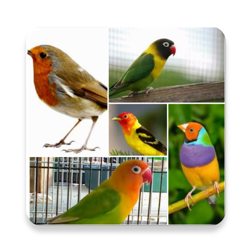 Master Kicau Burung icon