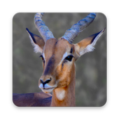 Animal Wallpapers icon
