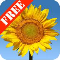 Sunflowers Free Live Wallaper