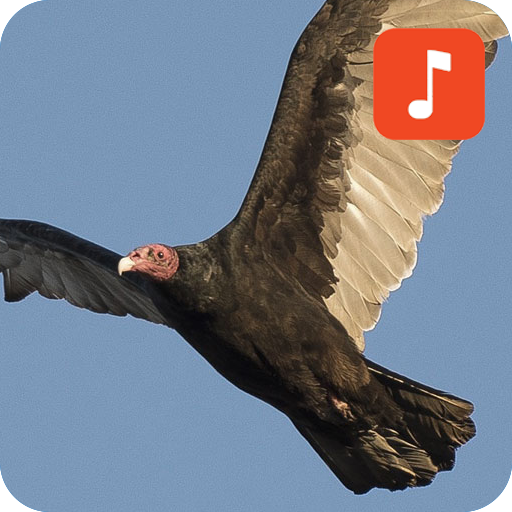 Vulture bird Sounds icon