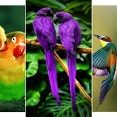 Bird Wallpaper icon