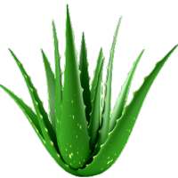 Benefícios de Aloe Vera on 9Apps