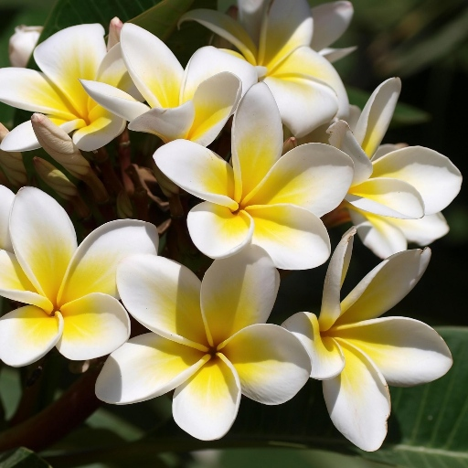Plumeria Flower HD Wallpaper icon