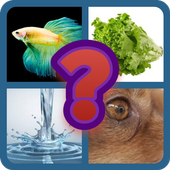 4 Pics 1 Word иконка