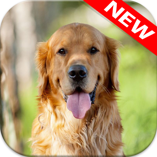 🐕 Golden Retriever Wallpapers –Cute Dog Wallpaper icon