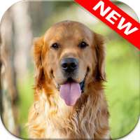 Golden Retriever Wallpapers on 9Apps