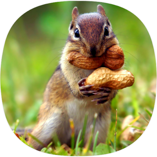 Squirrel Sounds icon