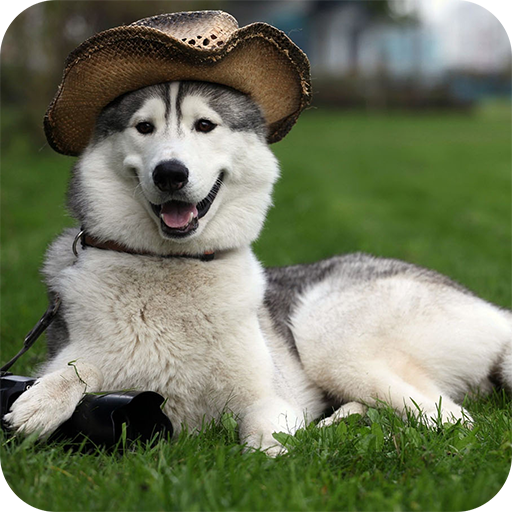 Husky Wallpapers HD icon