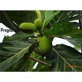 Preg Calculator icon