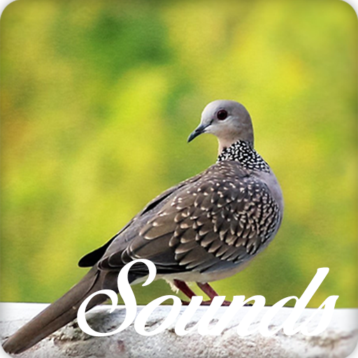Spotted Dove Bird Sounds and Ringtone icon