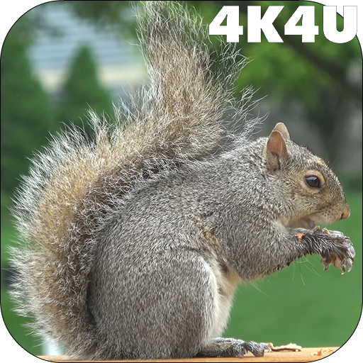 4K Park Squirrel Video Live Wallpaper icon