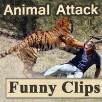 Funny Animal Attack Videos - Live Real Time Clips