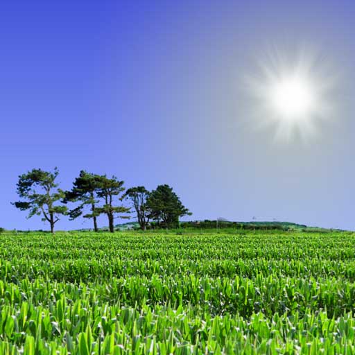 Cornfield Live Wallpaper icon