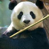 Panda Wallpapers HD icon