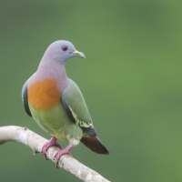 Green pigeon sounds