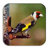 Goldfinch Song on 9Apps