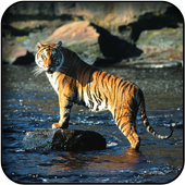 Tiger wallpapers icon