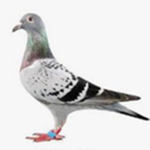 pigeon icon
