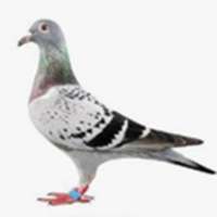 pigeon on 9Apps