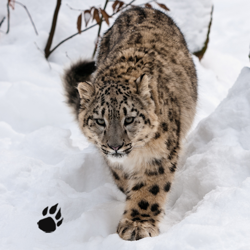 Snow Leopard Chase Simulator icon
