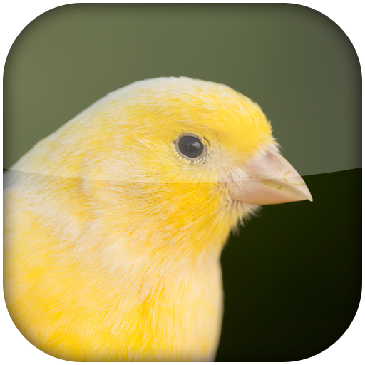 Canary Bird Sounds 2020 icon