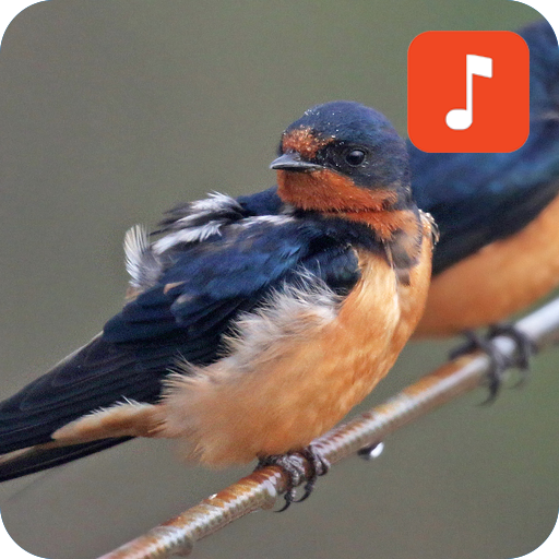 Swallow Bird Calls icon