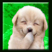 Animal Sounds for Kids (Free) icon